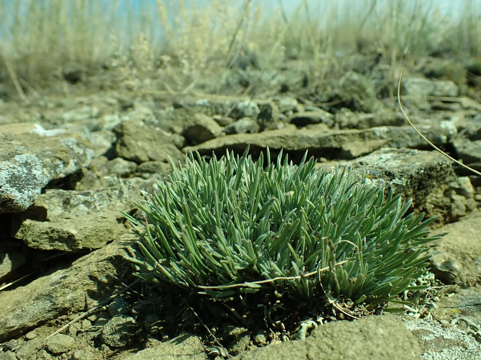 Bladderpod (Peritoma Arborea) — Its resilient nature suits drought-tolerant landscapes, providing year-round interest with minimal maintenance, image 80