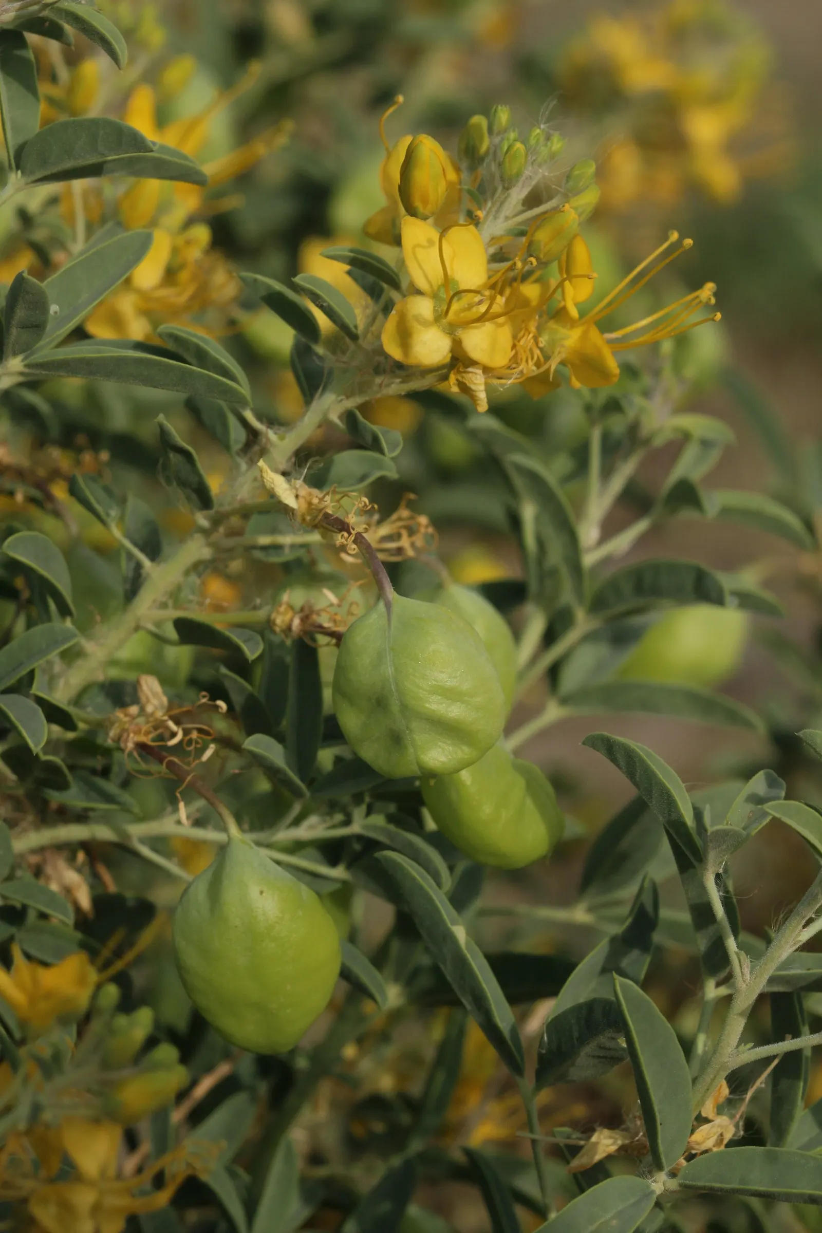 Bladderpod (Peritoma Arborea) — the Bladderpod presents a rounded shape; this hardy shrub thrives in full sun, requiring minimal water once, image 65