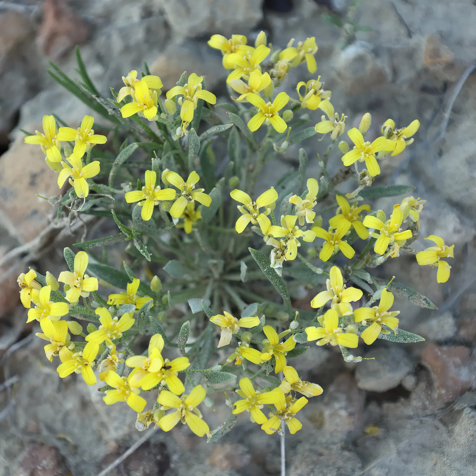 Bladderpod (Peritoma Arborea) — which not only brighten up the landscape but also attract pollinators such as bees and butterflies; shrub for full, image 71