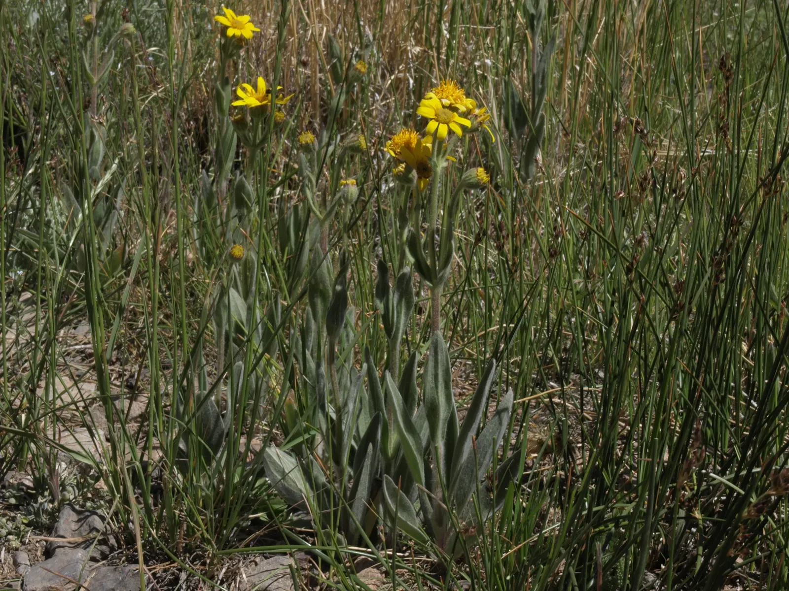 Bladderpod (Peritoma Arborea) — These leaves are narrow, elongated, and can be up to 3 inches long, image 67