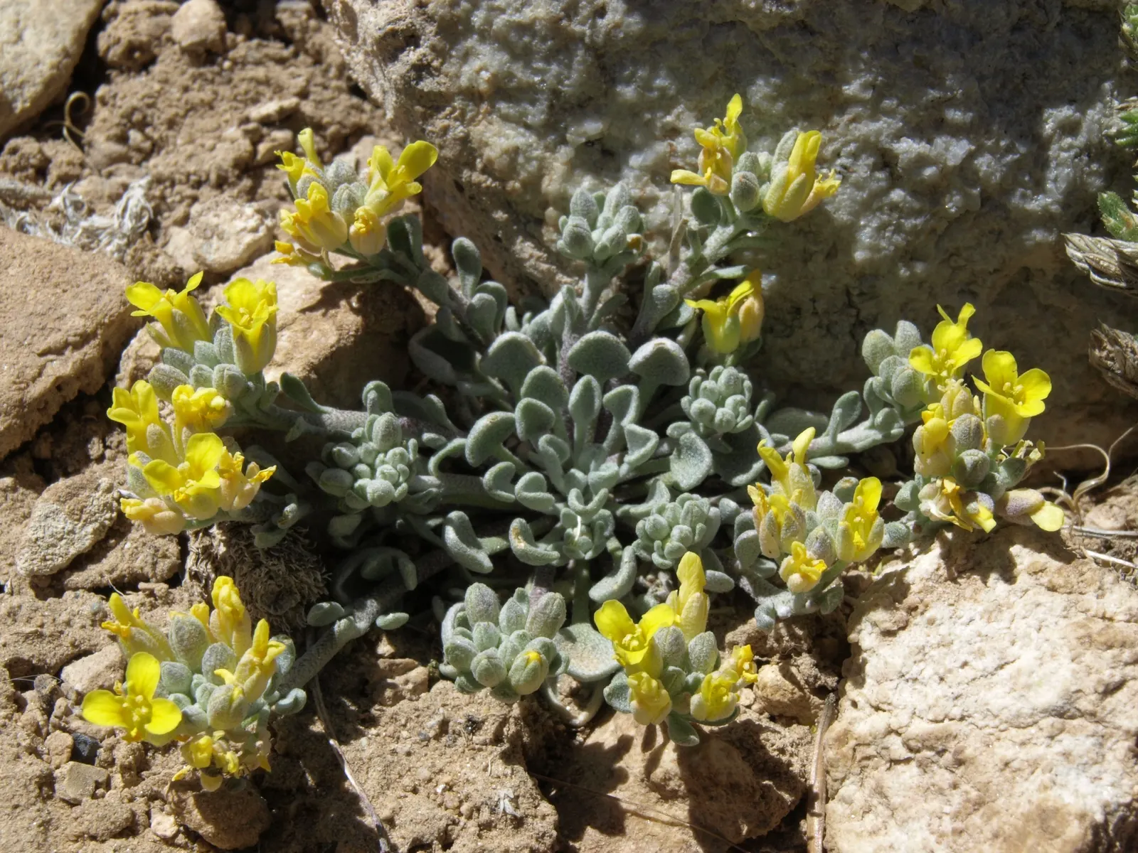 Bladderpod (Peritoma Arborea) — Peritoma arborea, commonly known as Bladderpod, is a perennial shrub thriving in USDA zones 7-10; its resilient, image 115