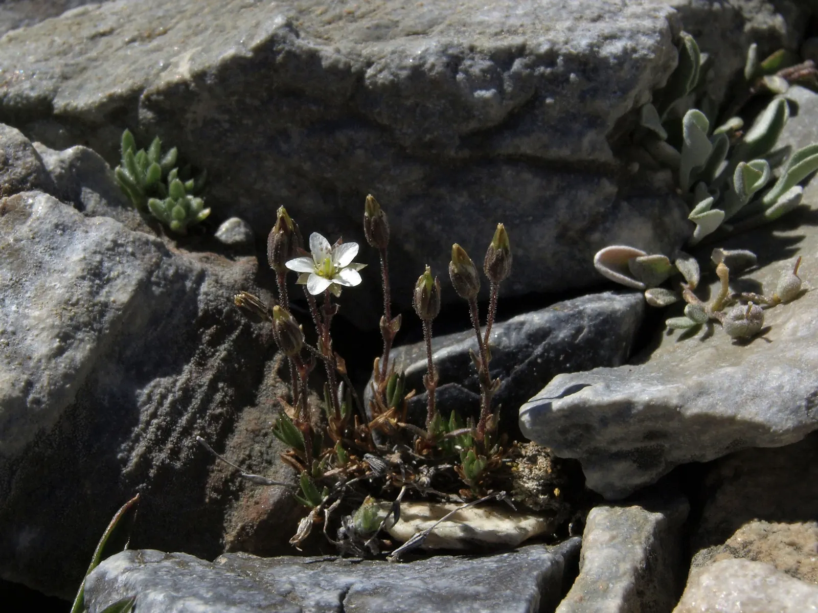Bladderpod (Peritoma Arborea) — The plant's signature feature is its intriguing seed pods; yellow flowers in the garden, image 68