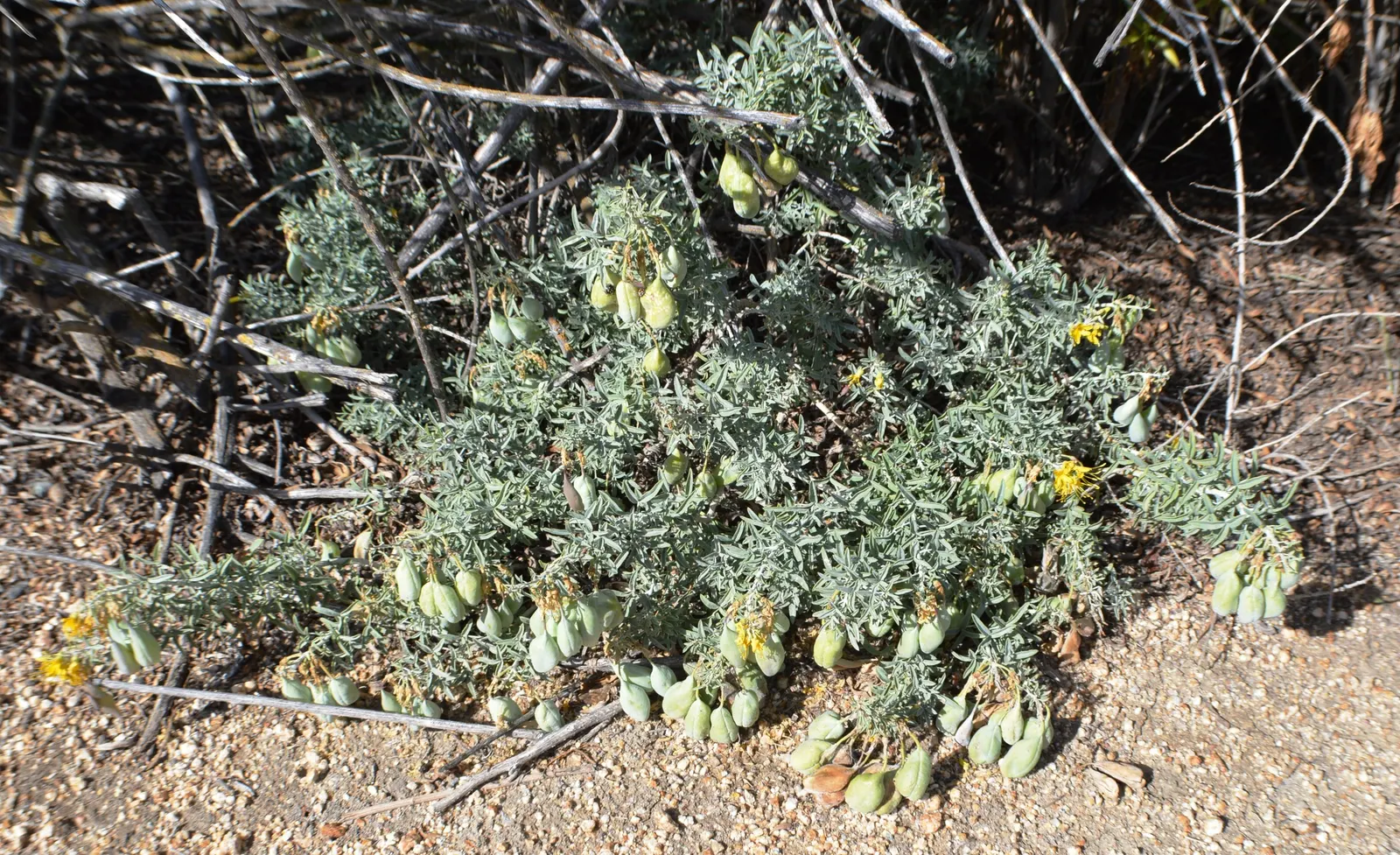 Bladderpod (Peritoma Arborea) — Peritoma arborea, commonly known as Bladderpod, is a perennial shrub thriving in USDA zones 7-10; its resilient, image 77