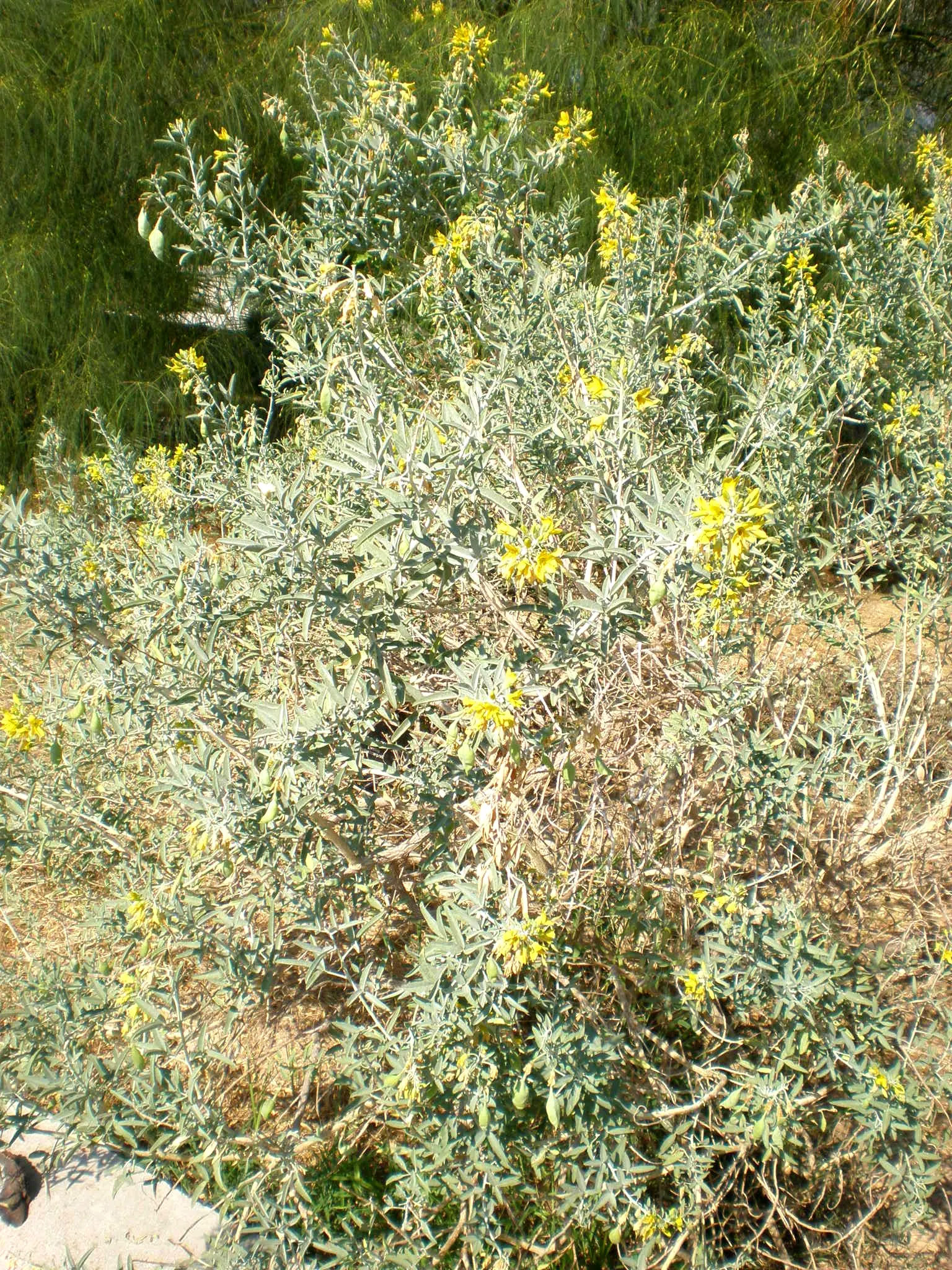 Bladderpod (Peritoma Arborea) — With the ability to survive in poor soil conditions and its minimal maintenance requirements; which not only, image 111