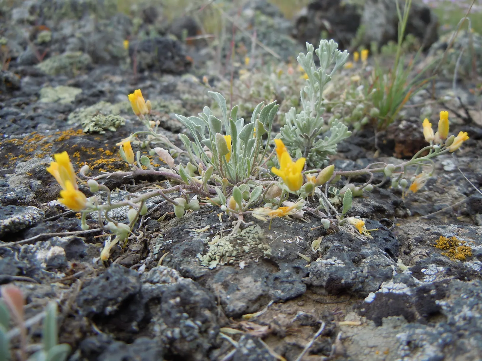 Bladderpod (Peritoma Arborea) — yet attractive four-petaled yellow flowers about an inch across; resembling inflated bladders that dangle amidst, image 89