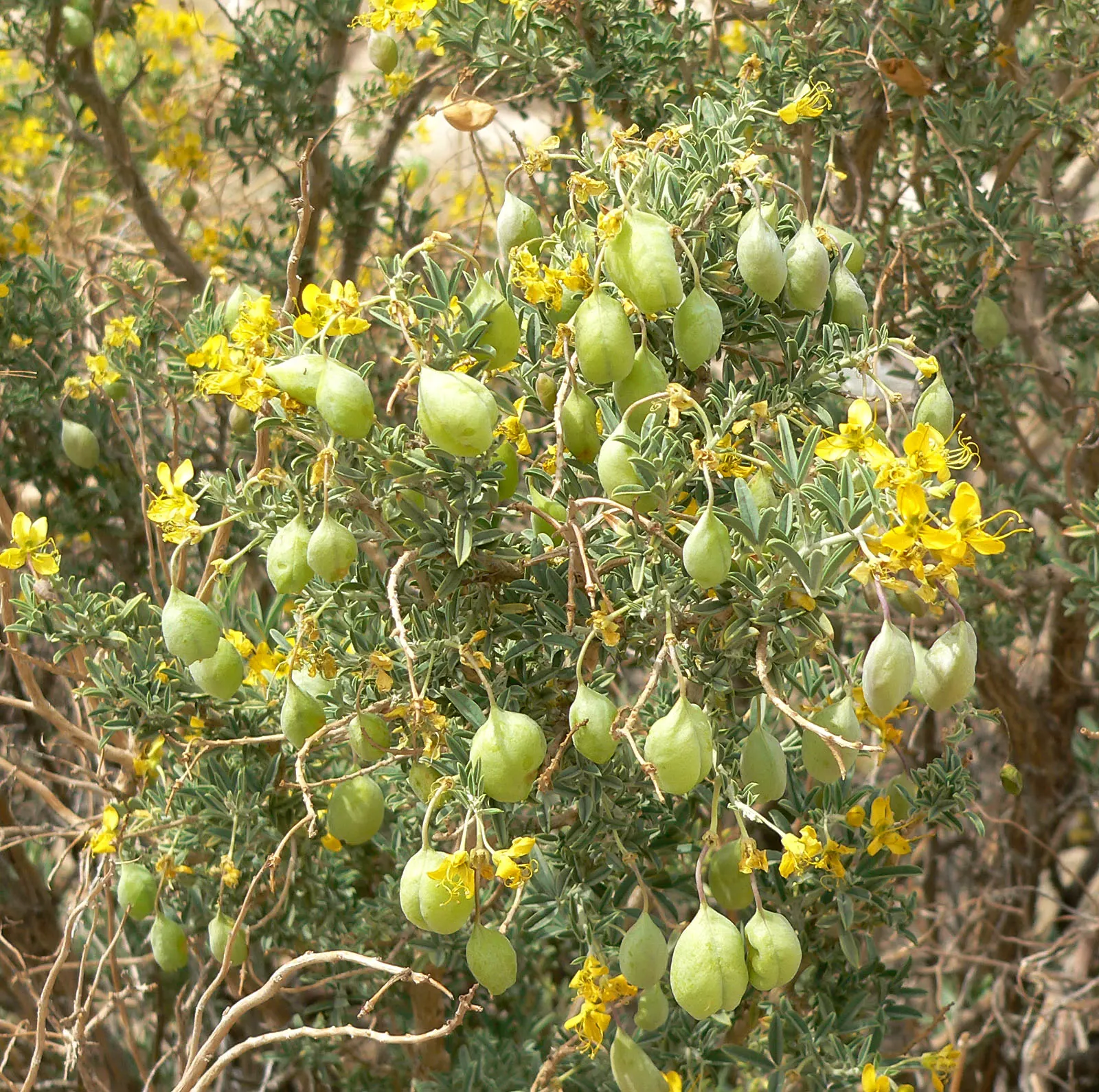 Bladderpod (Peritoma Arborea) — shrub with yellow blooms; cloaked in bluish-green foliage, image 94