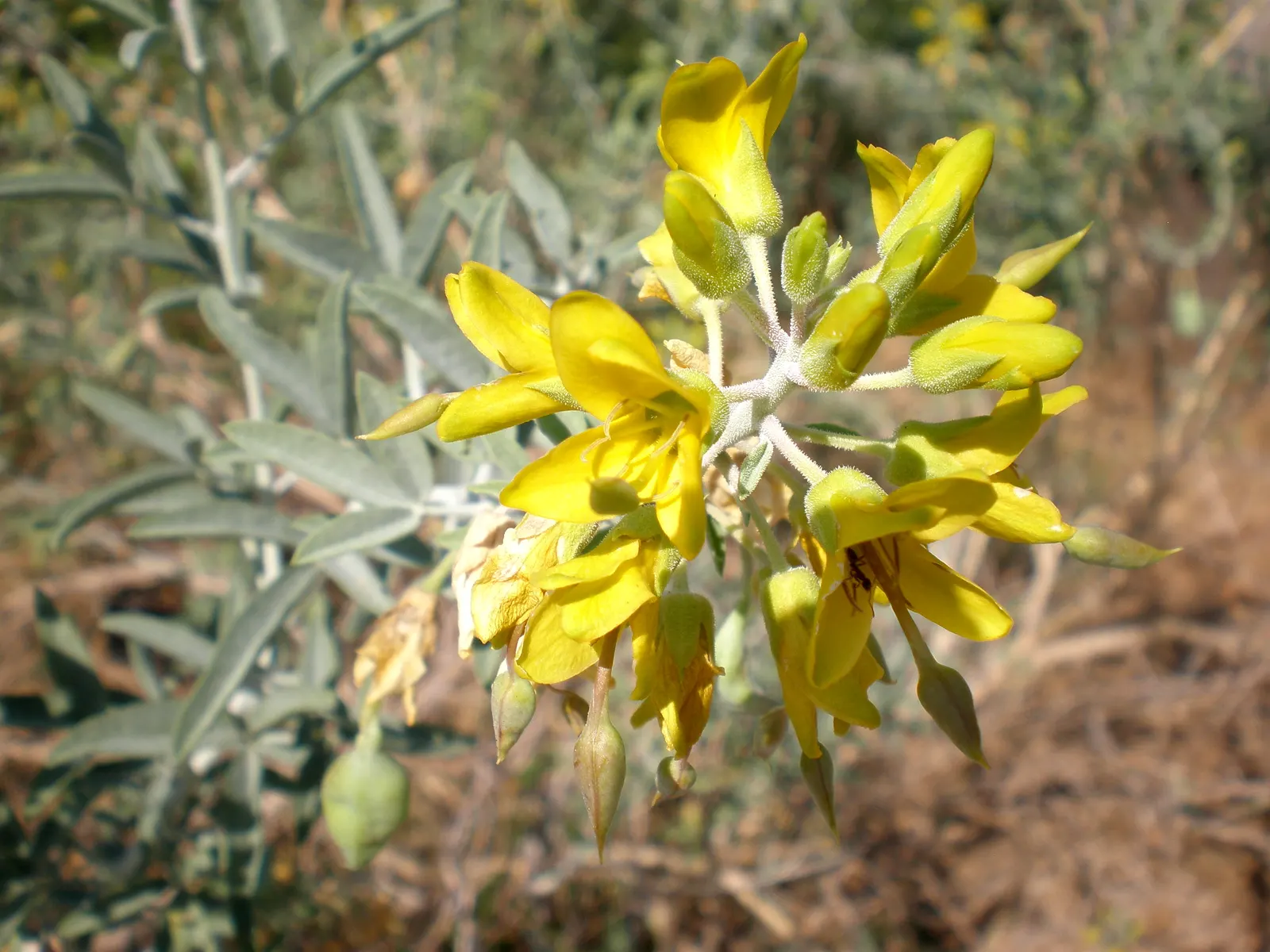 Bladderpod (Peritoma Arborea) — shrub for full; with the ability to survive in poor soil conditions and its minimal maintenance requirements, image 95