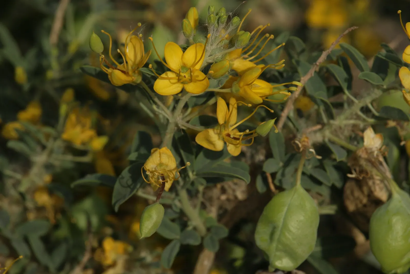 Bladderpod (Peritoma Arborea) — These leaves are narrow, elongated, and can be up to 3 inches long, image 105