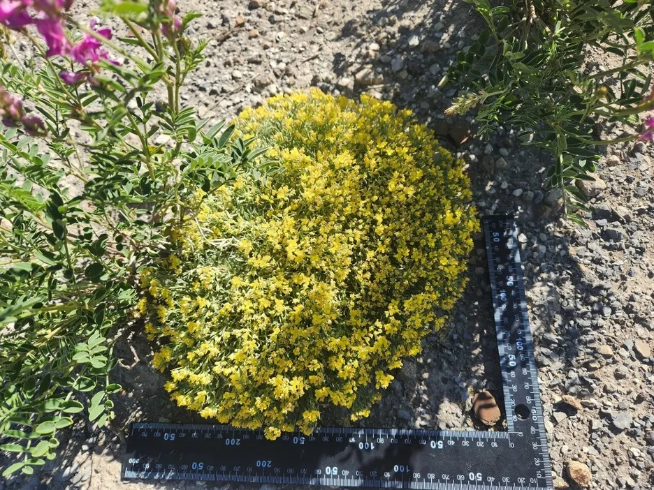 Bladderpod (Peritoma Arborea) — This drought-tolerant plant stands out for its ability to adapt to hot and dry conditions; the Bladderpod presents, image 83