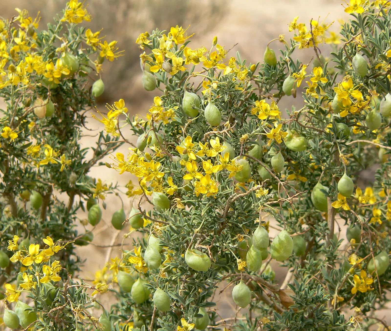 Bladderpod (Peritoma Arborea) — shrub with yellow blooms; cloaked in bluish-green foliage, image 113