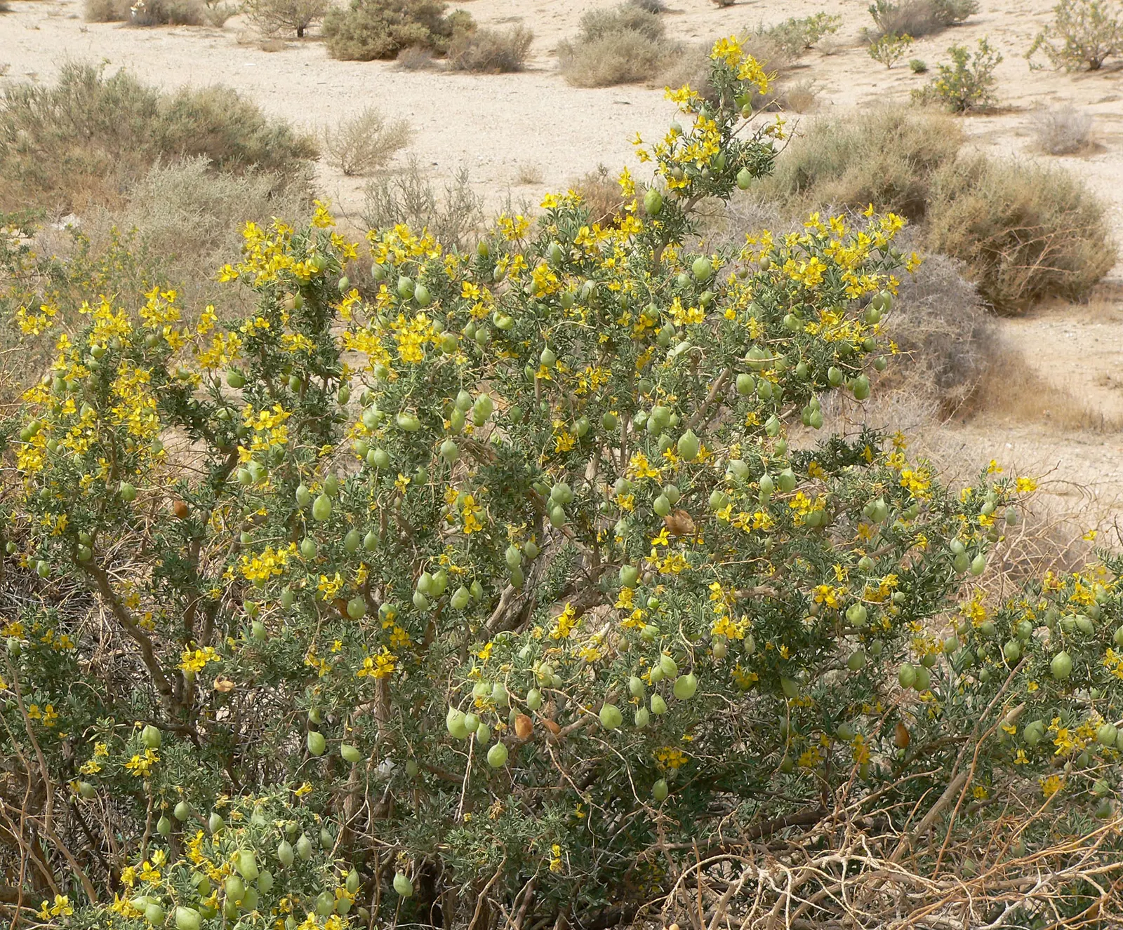 Bladderpod (Peritoma Arborea) — This hardy shrub thrives in full sun, requiring minimal water once established; this drought-tolerant plant stands, image 110