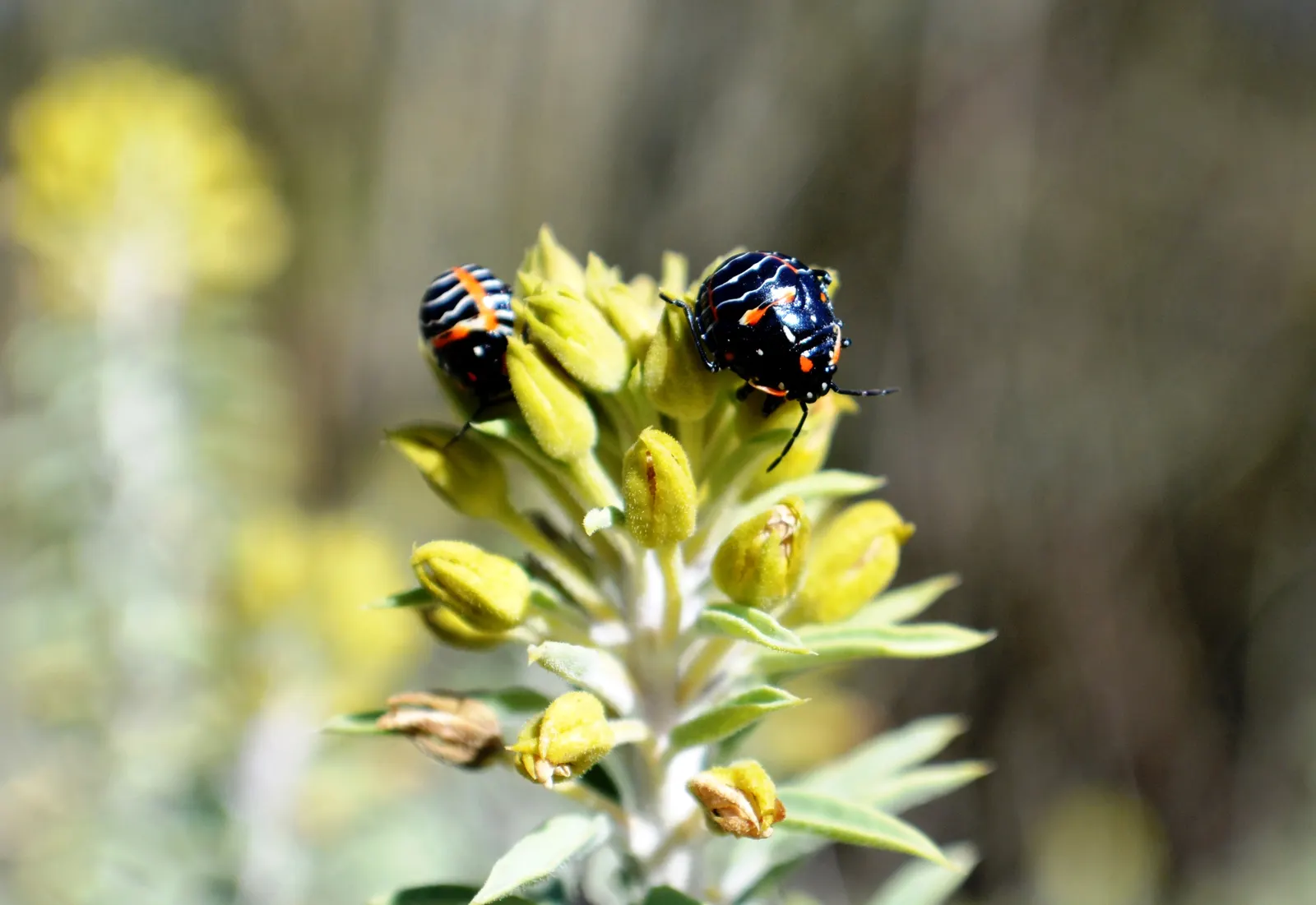 Bladderpod (Peritoma Arborea) — shrub with yellow blooms; cloaked in bluish-green foliage, image 75