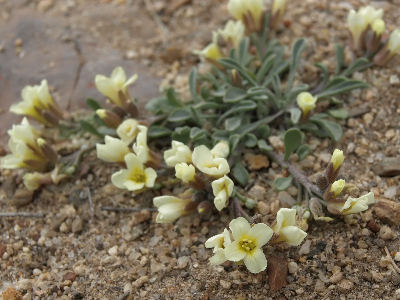 Bladderpod (Peritoma Arborea) — the Bladderpod presents a rounded shape; this hardy shrub thrives in full sun, requiring minimal water once, image 84