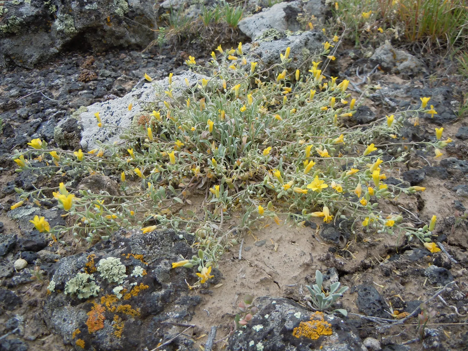 Bladderpod (Peritoma Arborea) — This hardy shrub thrives in full sun, requiring minimal water once established; this drought-tolerant plant stands, image 91
