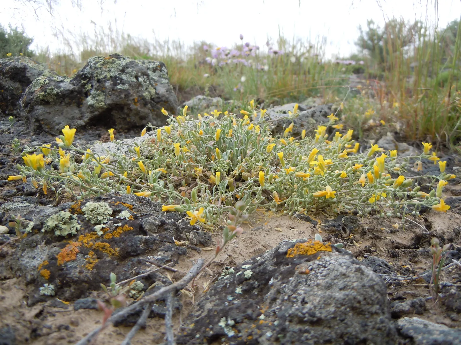 Bladderpod (Peritoma Arborea) — Known for its yellow spring flowers and distinctive inflated seed pods, it requires low water once established, image 79