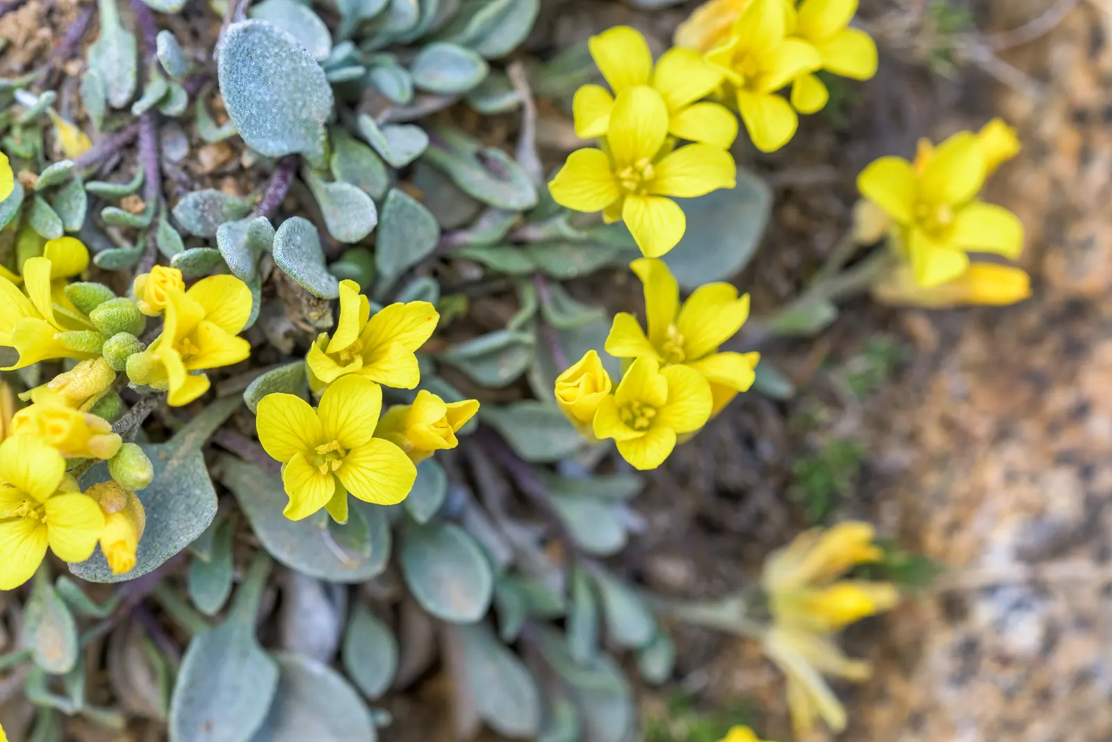 Bladderpod (Peritoma Arborea) — resembling inflated bladders that dangle amidst the foliage; deer resistance adds to its landscape appeal, image 107