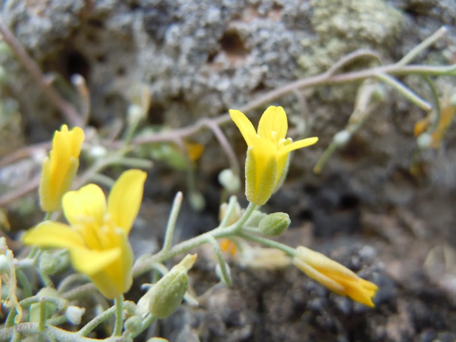 Bladderpod (Peritoma Arborea) — These leaves are narrow, elongated, and can be up to 3 inches long, image 86