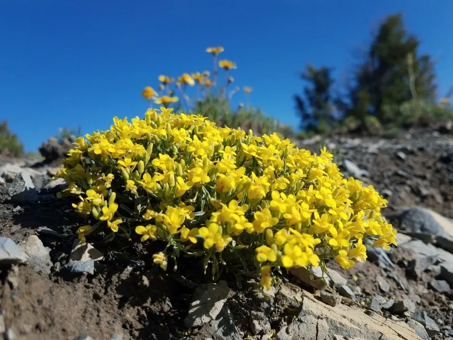 Bladderpod (Peritoma Arborea) — It grows up to 6 feet tall and 4 feet wide, flourishing in full sun to part shade