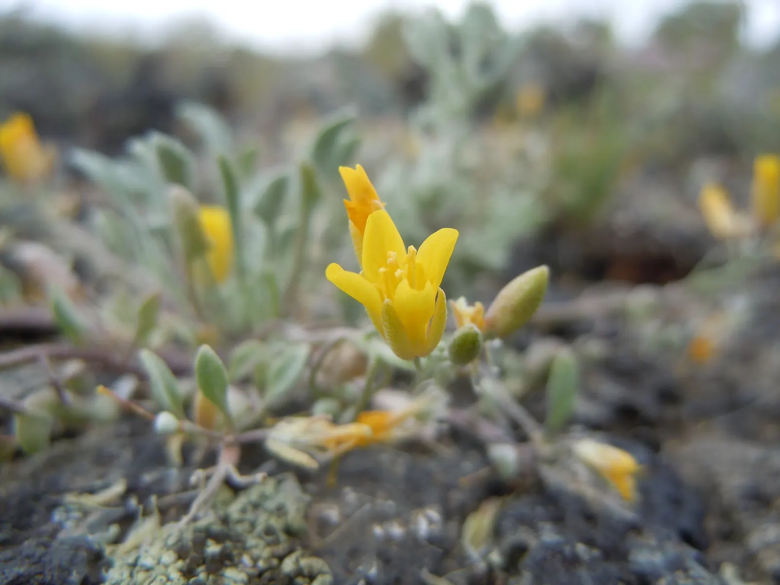 Bladderpod (Peritoma Arborea) — resembling inflated bladders that dangle amidst the foliage; deer resistance adds to its landscape appeal, image 88