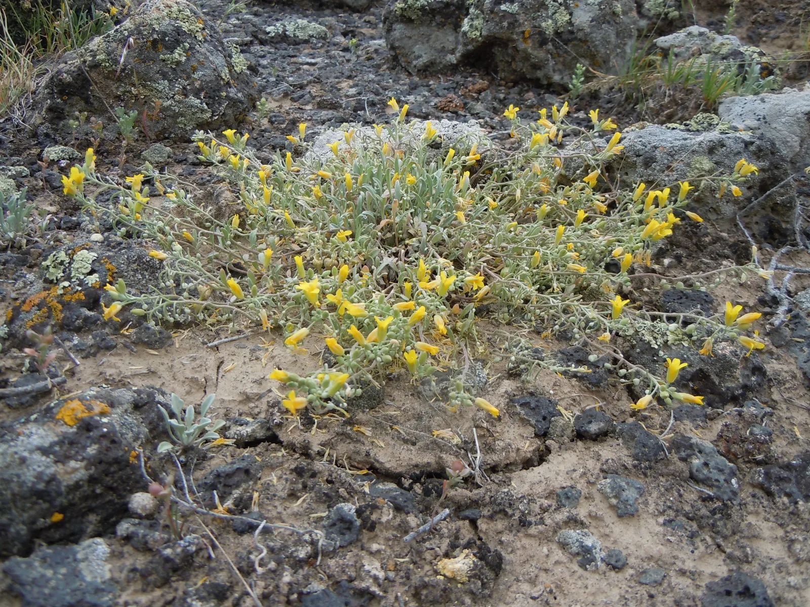 Bladderpod (Peritoma Arborea) — The plant's signature feature is its intriguing seed pods; yellow flowers in the garden, image 87