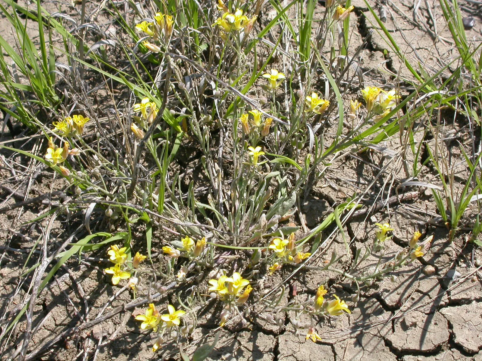 Bladderpod (Peritoma Arborea) — yellow flowers in the garden; it grows up to 6 feet tall and 4 feet wide, flourishing in full sun to part shade, image 74
