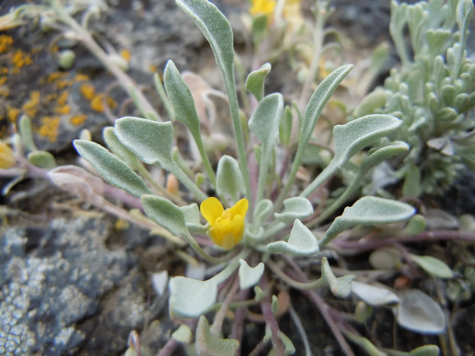 Bladderpod (Peritoma Arborea) — the Bladderpod presents a rounded shape; this hardy shrub thrives in full sun, requiring minimal water once, image 103