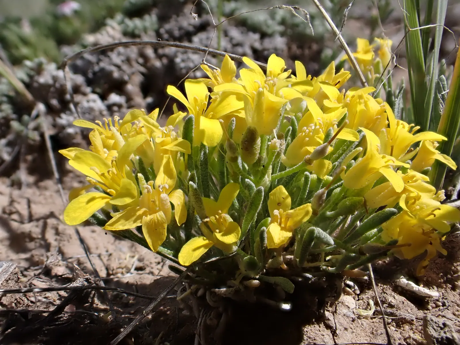 Bladderpod (Peritoma Arborea) — cloaked in bluish-green foliage; known for its yellow spring flowers and distinctive inflated seed pods, it, image 85