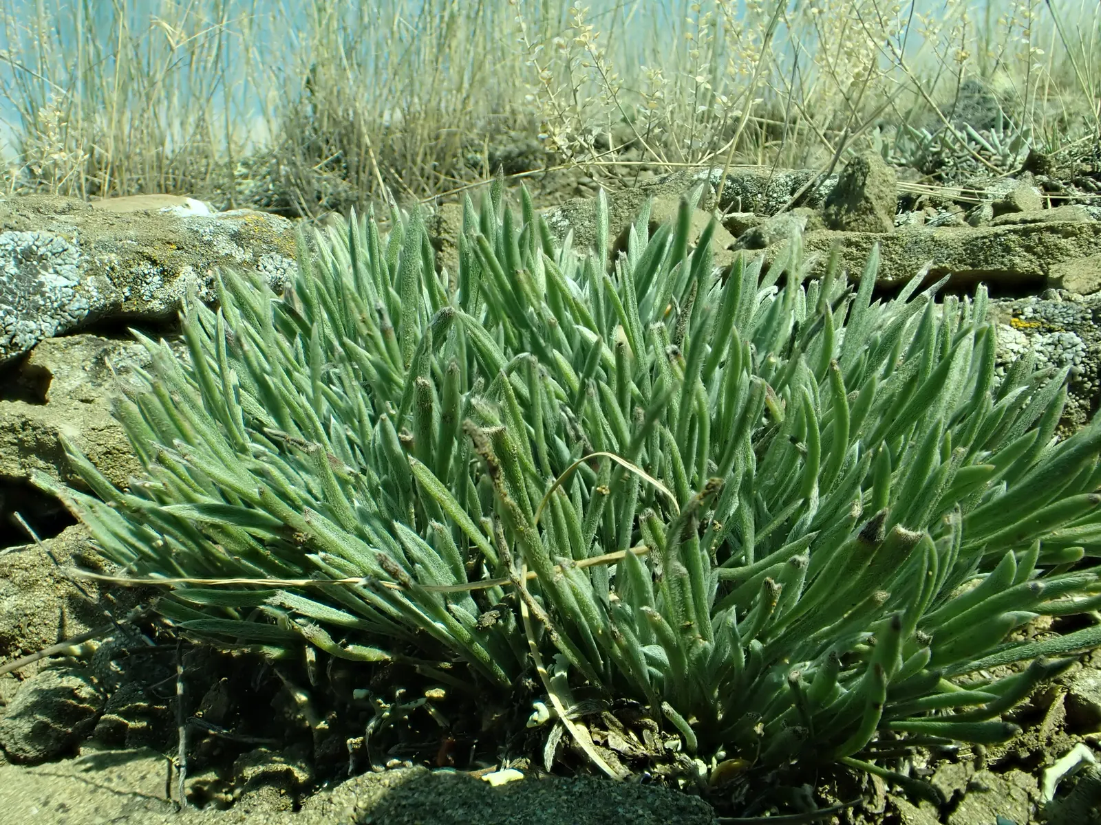Bladderpod (Peritoma Arborea) — This drought-tolerant plant stands out for its ability to adapt to hot and dry conditions; the Bladderpod presents, image 64