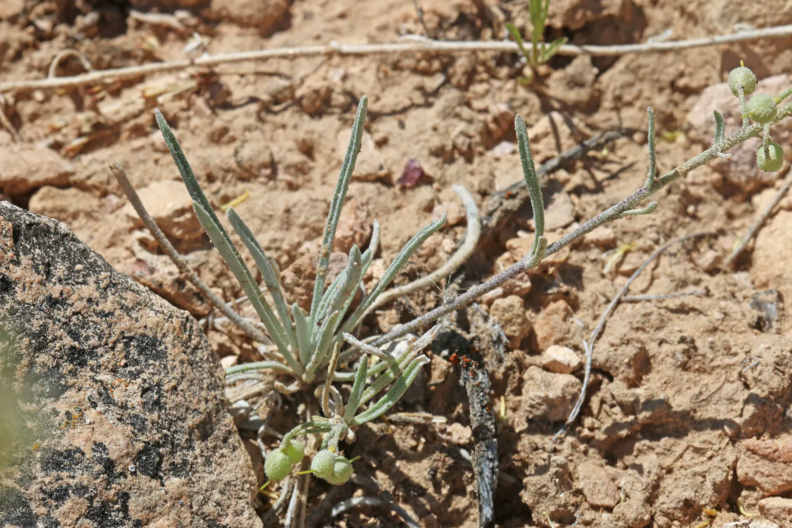 Bladderpod (Peritoma Arborea) — the Bladderpod presents a rounded shape; this hardy shrub thrives in full sun, requiring minimal water once, image 46