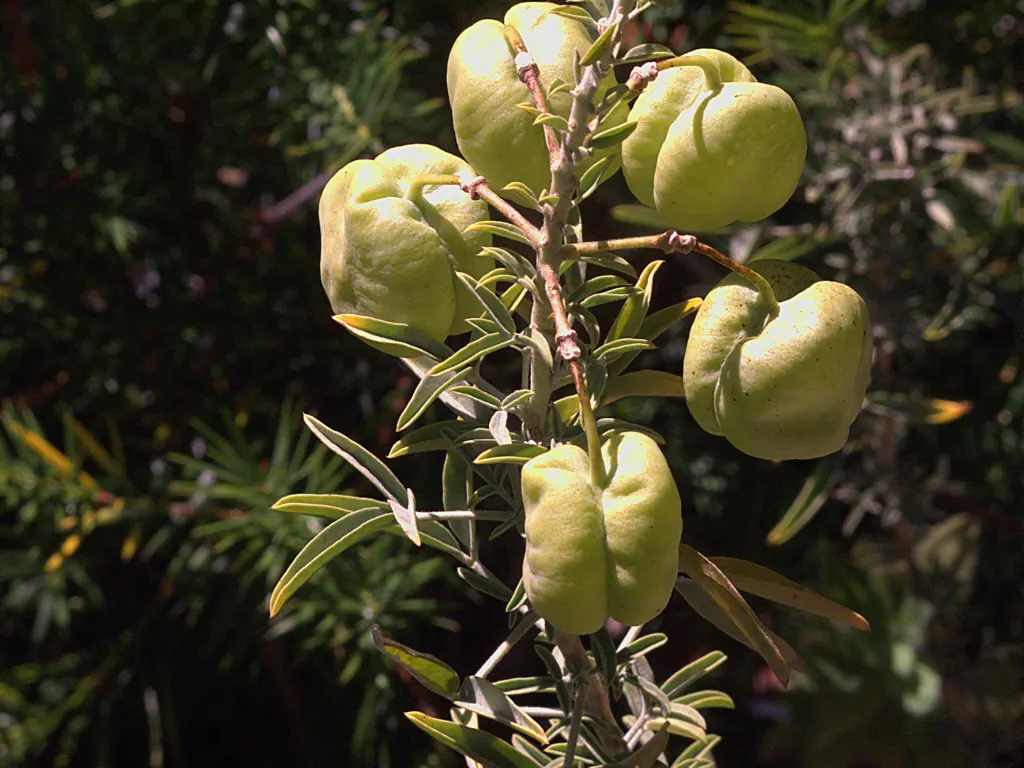 Bladderpod (Peritoma Arborea) — Deer resistance adds to its landscape appeal; yet attractive four-petaled yellow flowers about an inch across, image 100