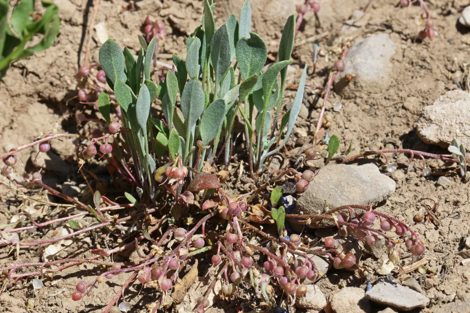 Bladderpod (Peritoma Arborea) — which not only brighten up the landscape but also attract pollinators such as bees and butterflies; shrub for full, image 52