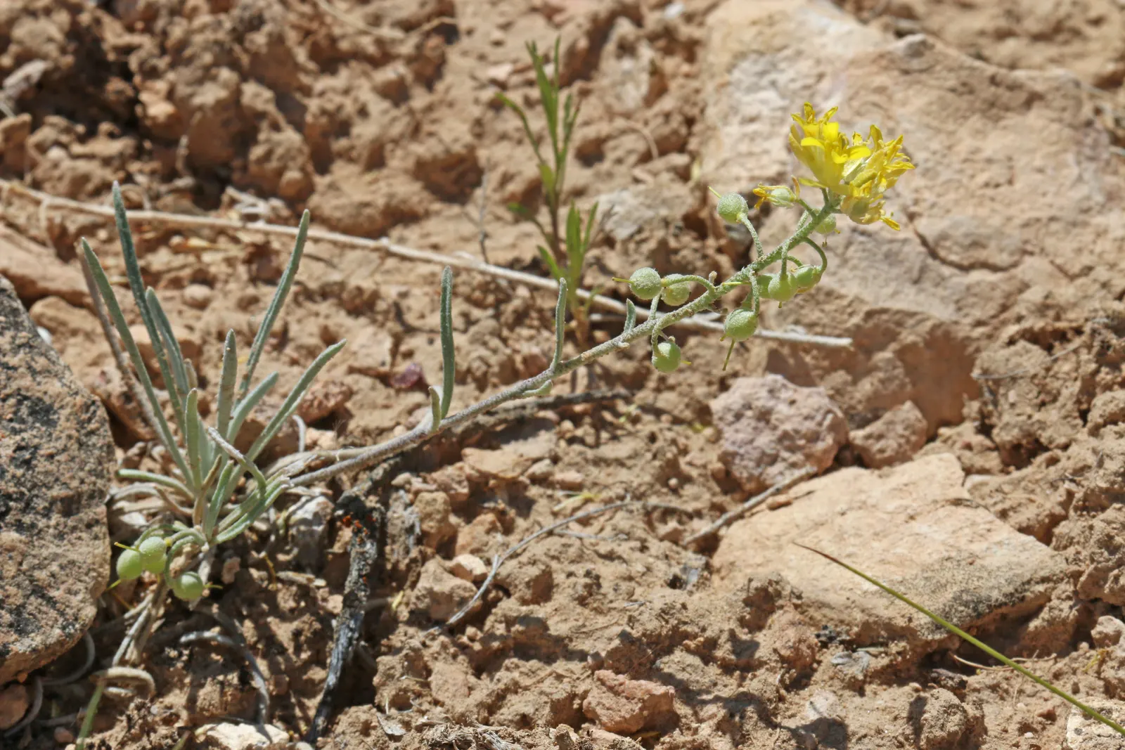 Bladderpod (Peritoma Arborea) — This drought-tolerant plant stands out for its ability to adapt to hot and dry conditions; the Bladderpod presents, image 45