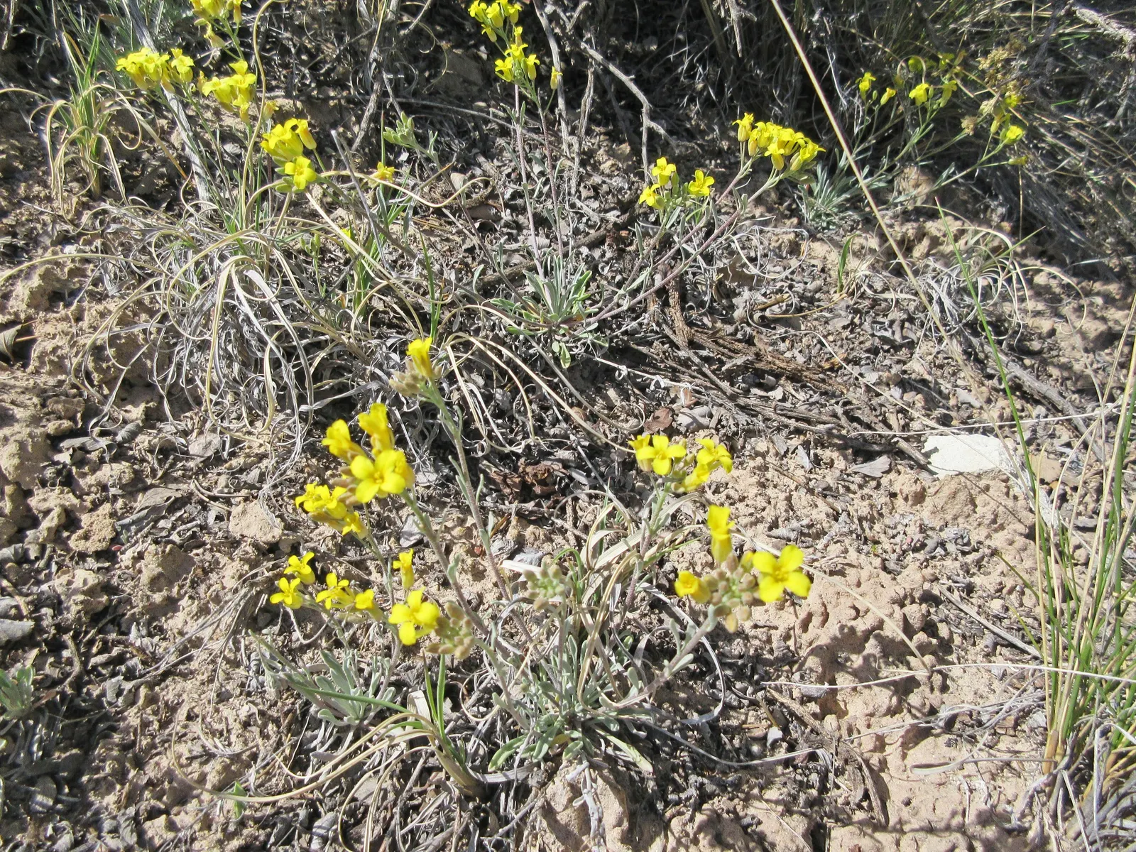 Bladderpod (Peritoma Arborea) — scientifically known as Peritoma arborea; peritoma arborea, commonly known as Bladderpod, is a perennial shrub, image 44