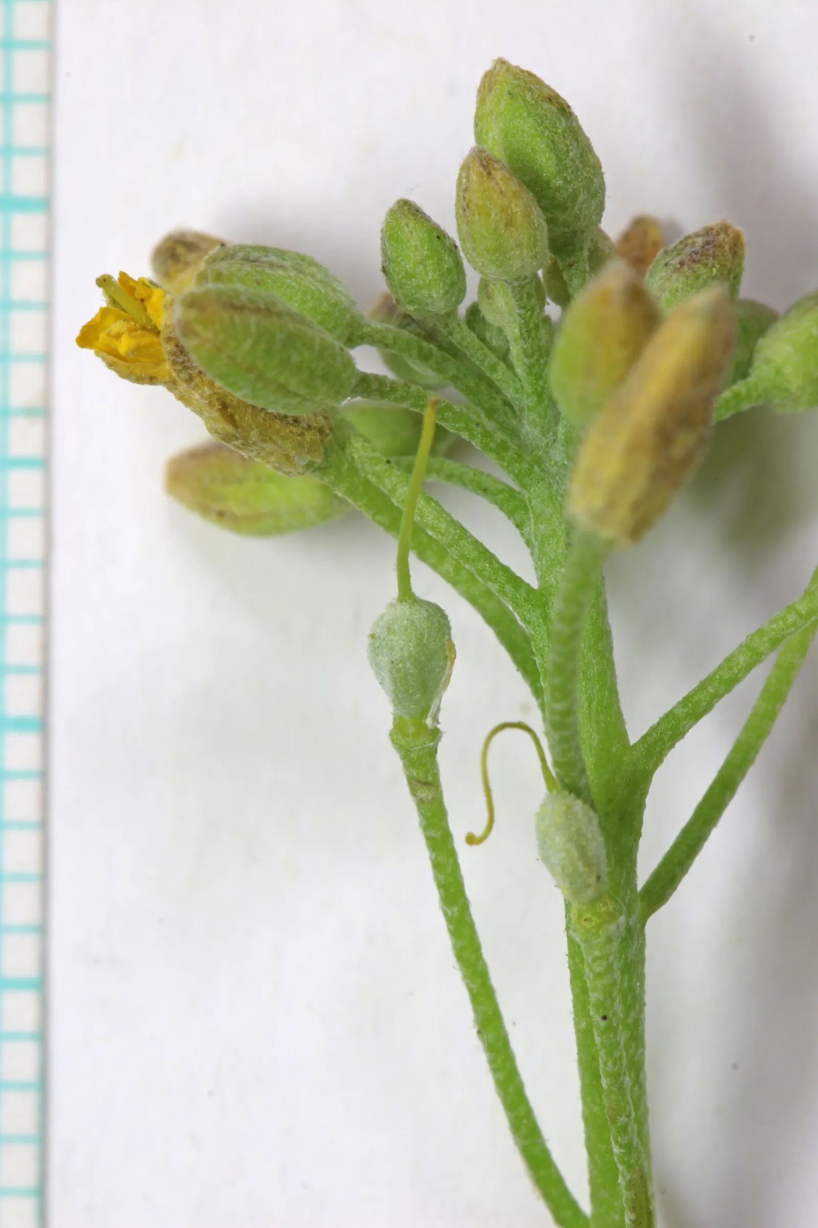 Bladderpod (Peritoma Arborea) — shrub for full; with the ability to survive in poor soil conditions and its minimal maintenance requirements, image 57