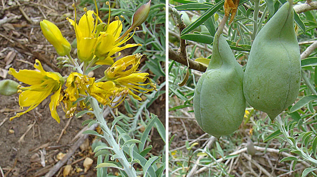 Bladderpod (Peritoma Arborea) — Known for its yellow spring flowers and distinctive inflated seed pods, it requires low water once established, image 60