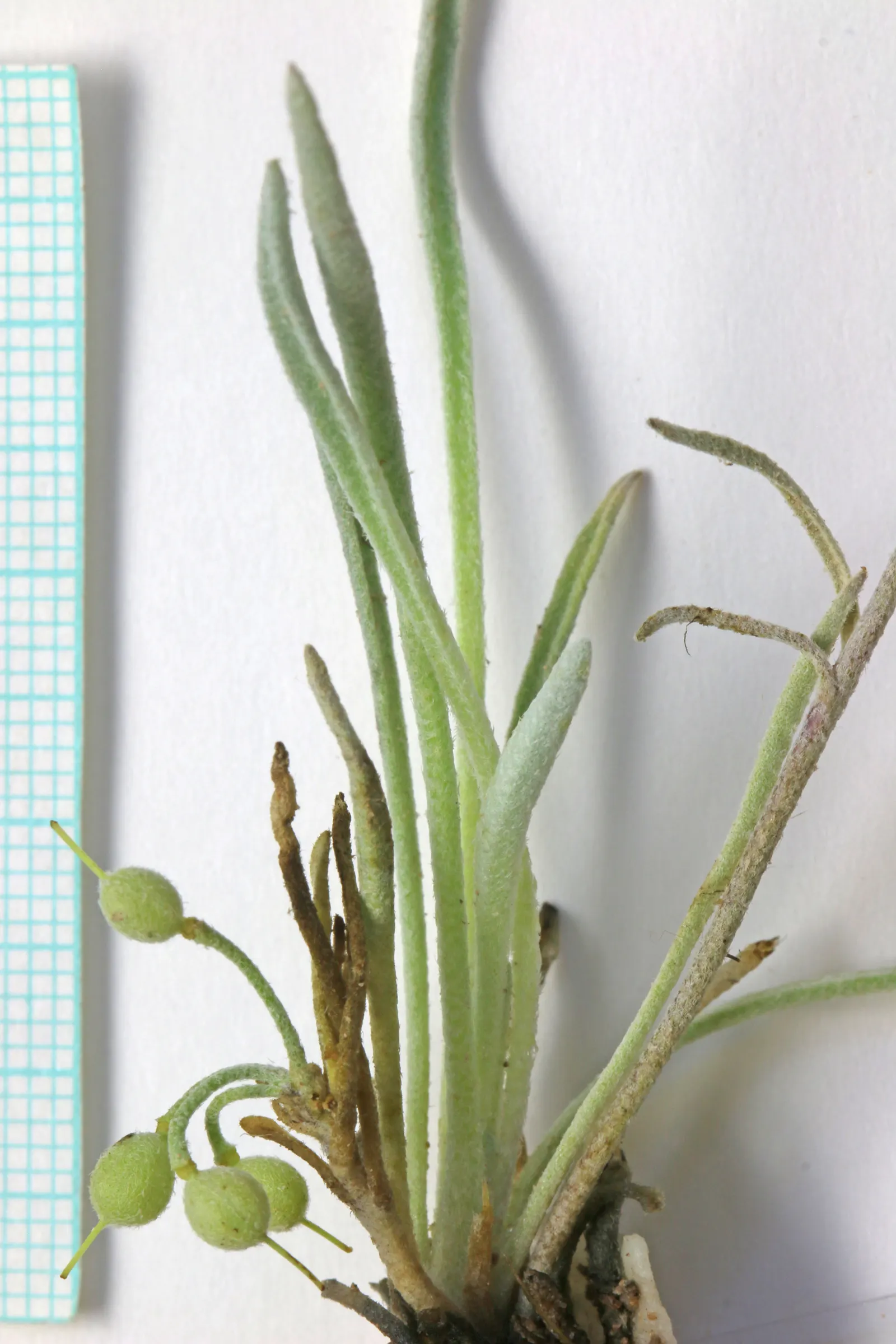 Bladderpod (Peritoma Arborea) — cloaked in bluish-green foliage; known for its yellow spring flowers and distinctive inflated seed pods, it, image 47