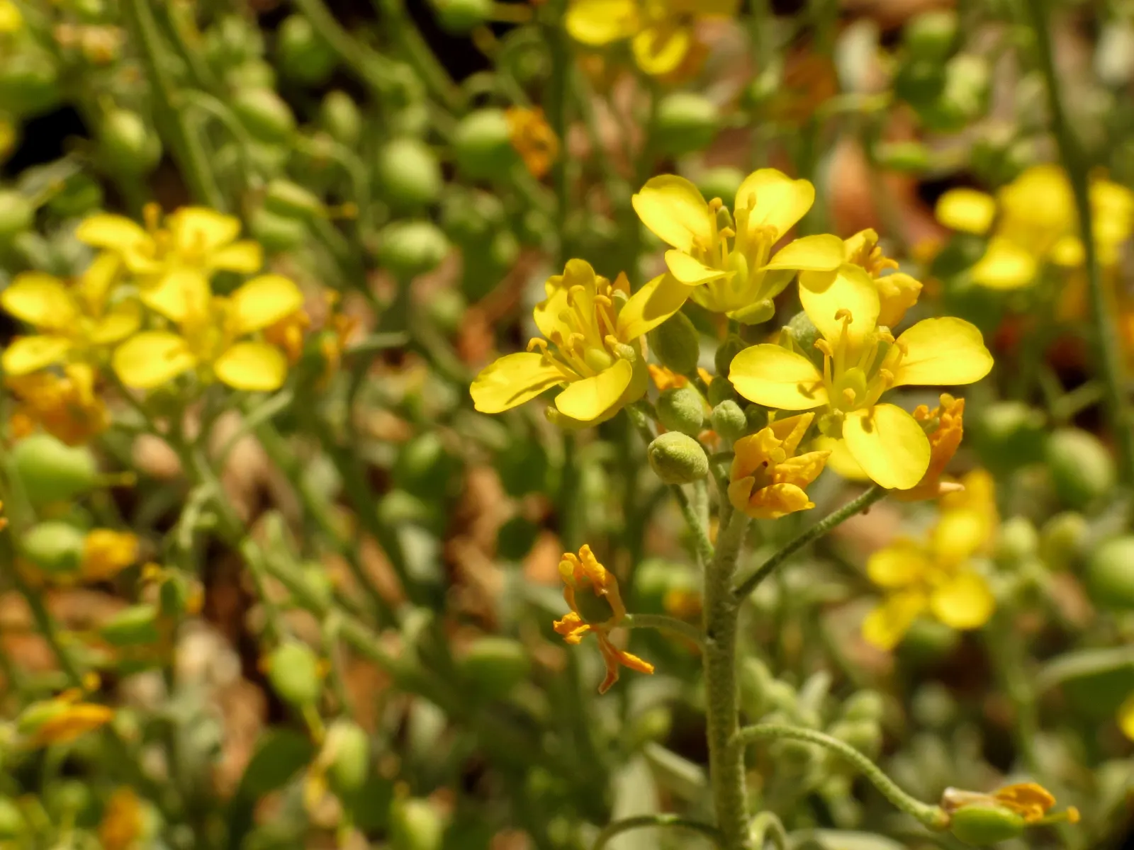 Bladderpod (Peritoma Arborea) — yellow flowers in the garden; it grows up to 6 feet tall and 4 feet wide, flourishing in full sun to part shade