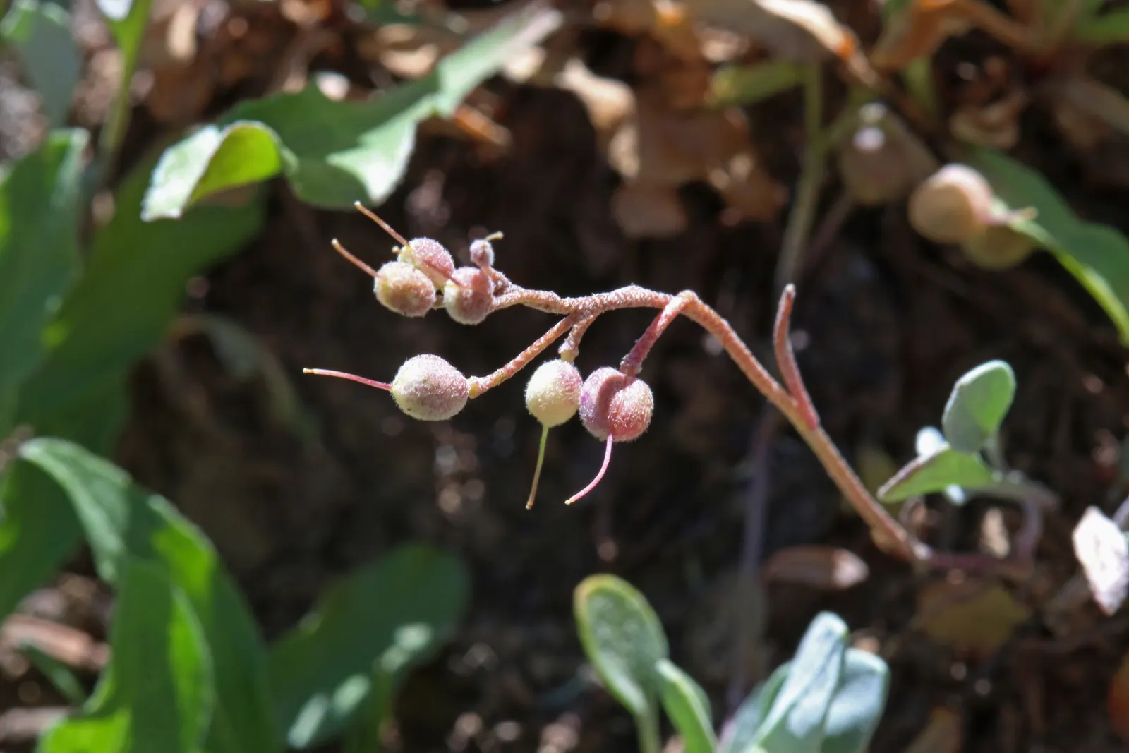 Bladderpod (Peritoma Arborea) — resembling inflated bladders that dangle amidst the foliage; deer resistance adds to its landscape appeal, image 50
