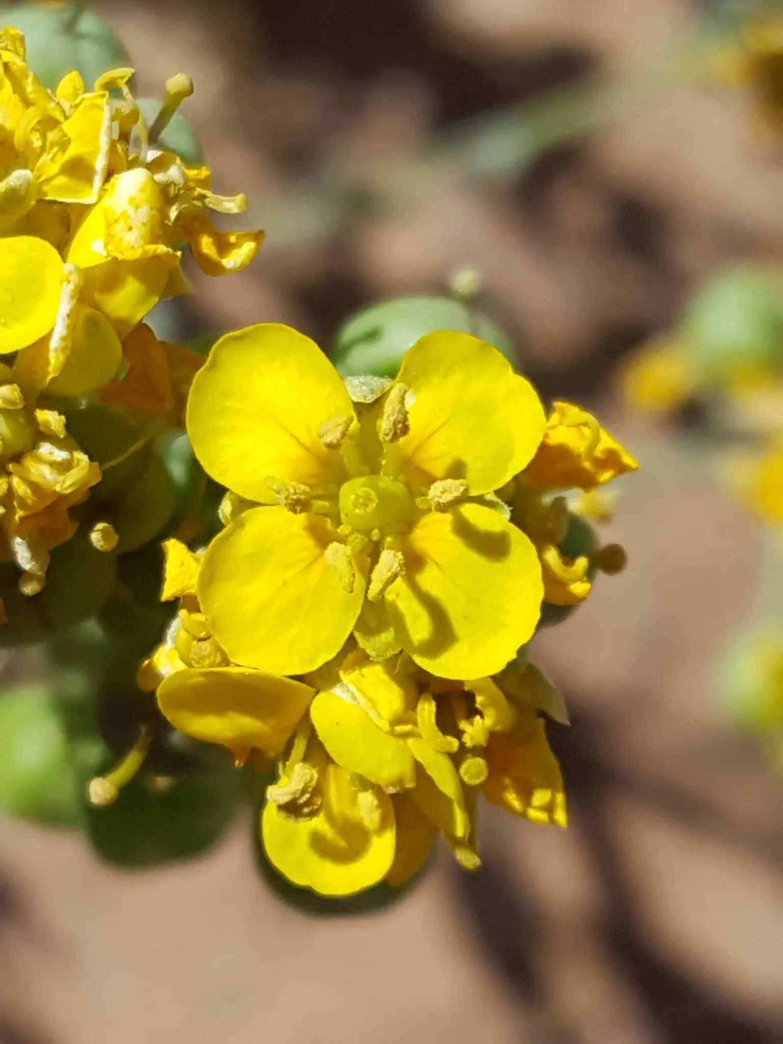 Bladderpod (Peritoma Arborea) — It grows up to 6 feet tall and 4 feet wide, flourishing in full sun to part shade; the plant's signature feature is, image 40