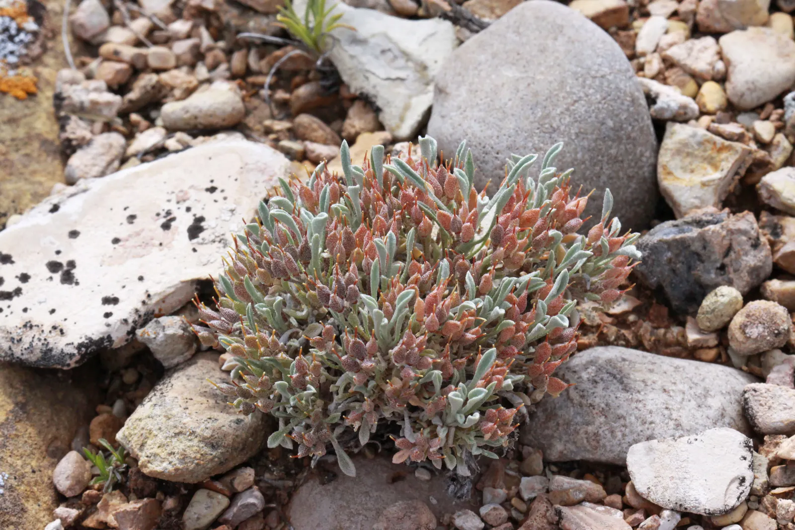 Bladderpod (Peritoma Arborea) — Peritoma arborea, commonly known as Bladderpod, is a perennial shrub thriving in USDA zones 7-10; its resilient, image 58