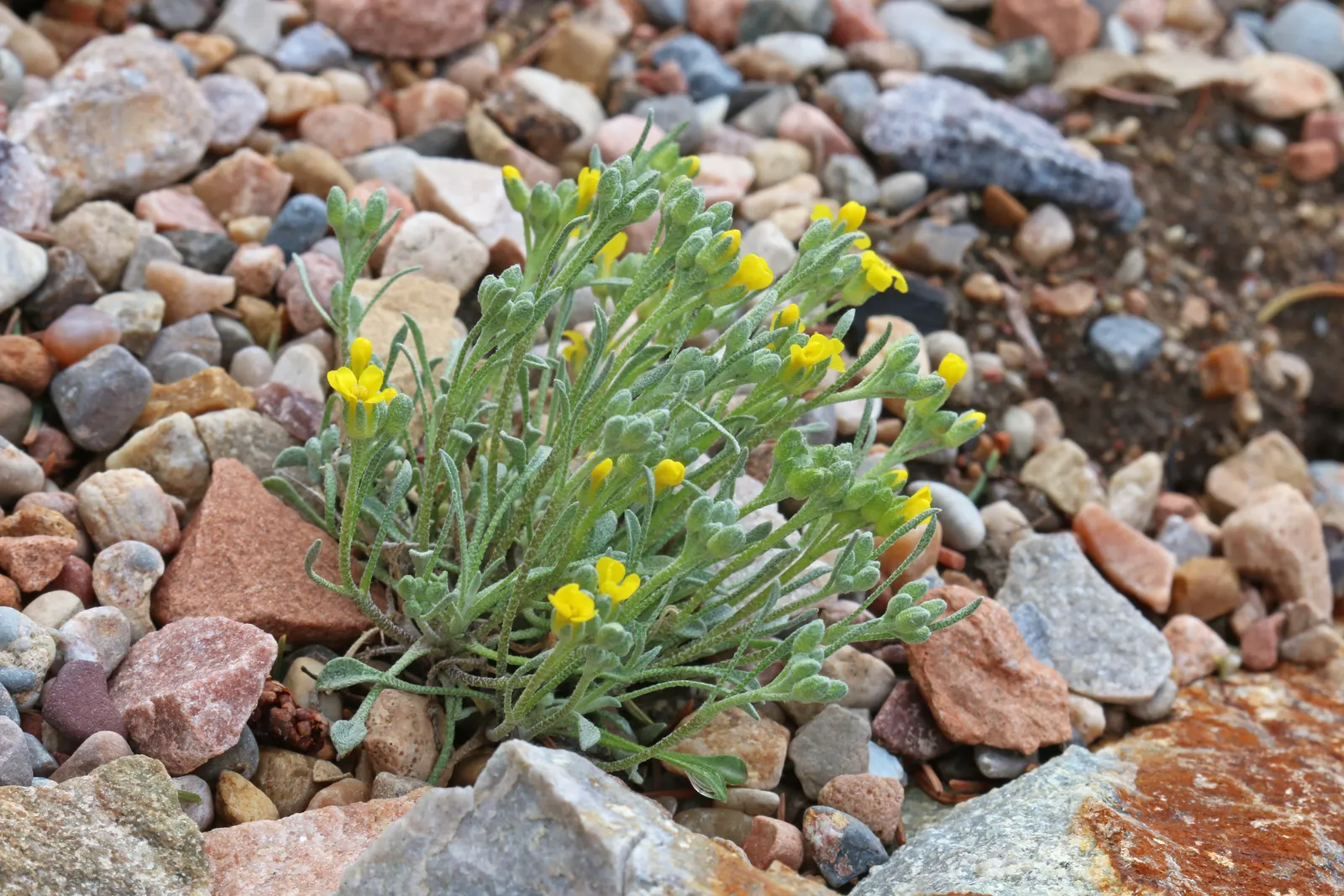 Bladderpod (Peritoma Arborea) — Deer resistance adds to its landscape appeal; yet attractive four-petaled yellow flowers about an inch across, image 62