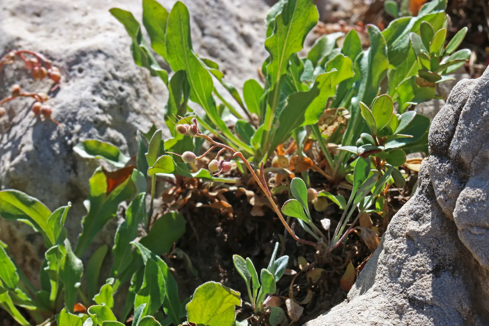 Bladderpod (Peritoma Arborea) — It grows up to 6 feet tall and 4 feet wide, flourishing in full sun to part shade; the plant's signature feature is, image 59