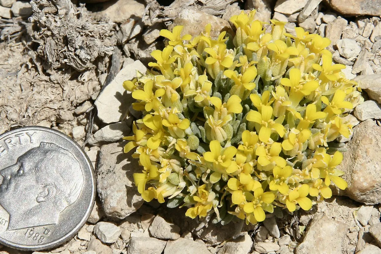 Bladderpod (Peritoma Arborea) — Its resilient nature suits drought-tolerant landscapes, providing year-round interest with minimal maintenance, image 42