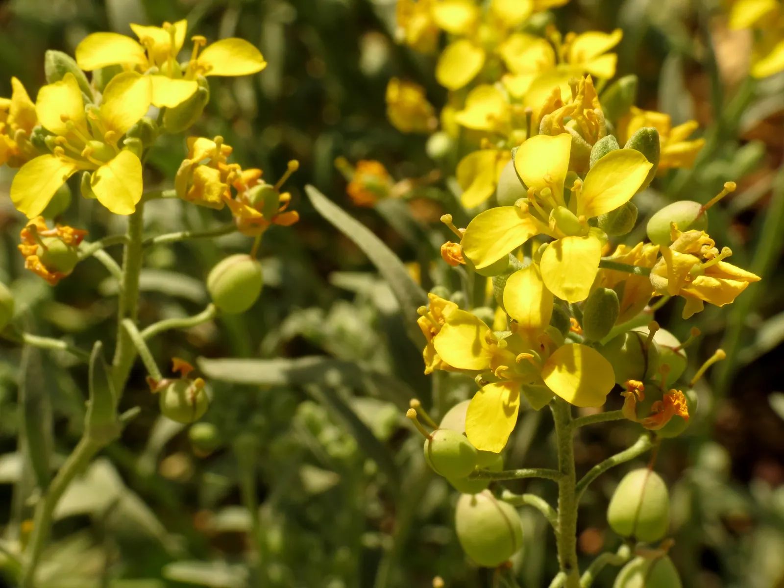 Bladderpod (Peritoma Arborea) — shrub with yellow blooms; cloaked in bluish-green foliage