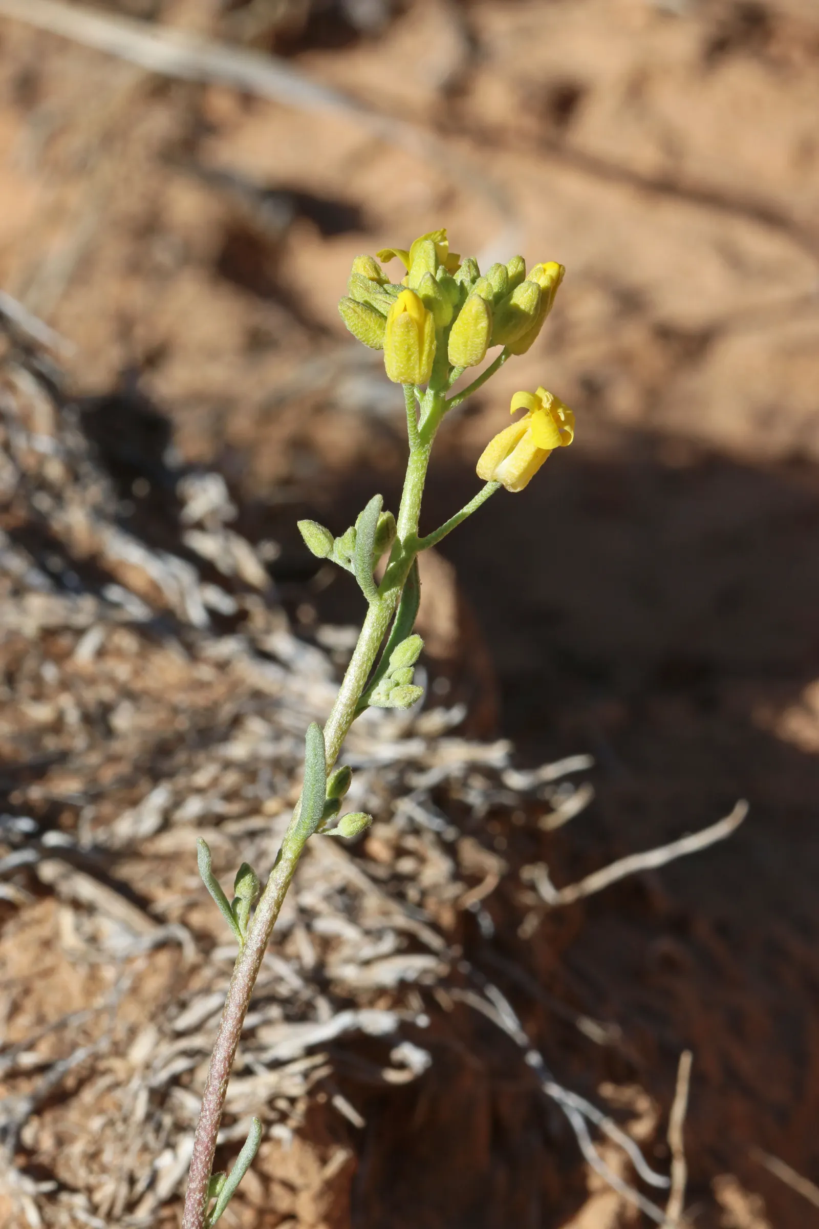 Bladderpod (Peritoma Arborea) — The plant's signature feature is its intriguing seed pods; yellow flowers in the garden, image 49