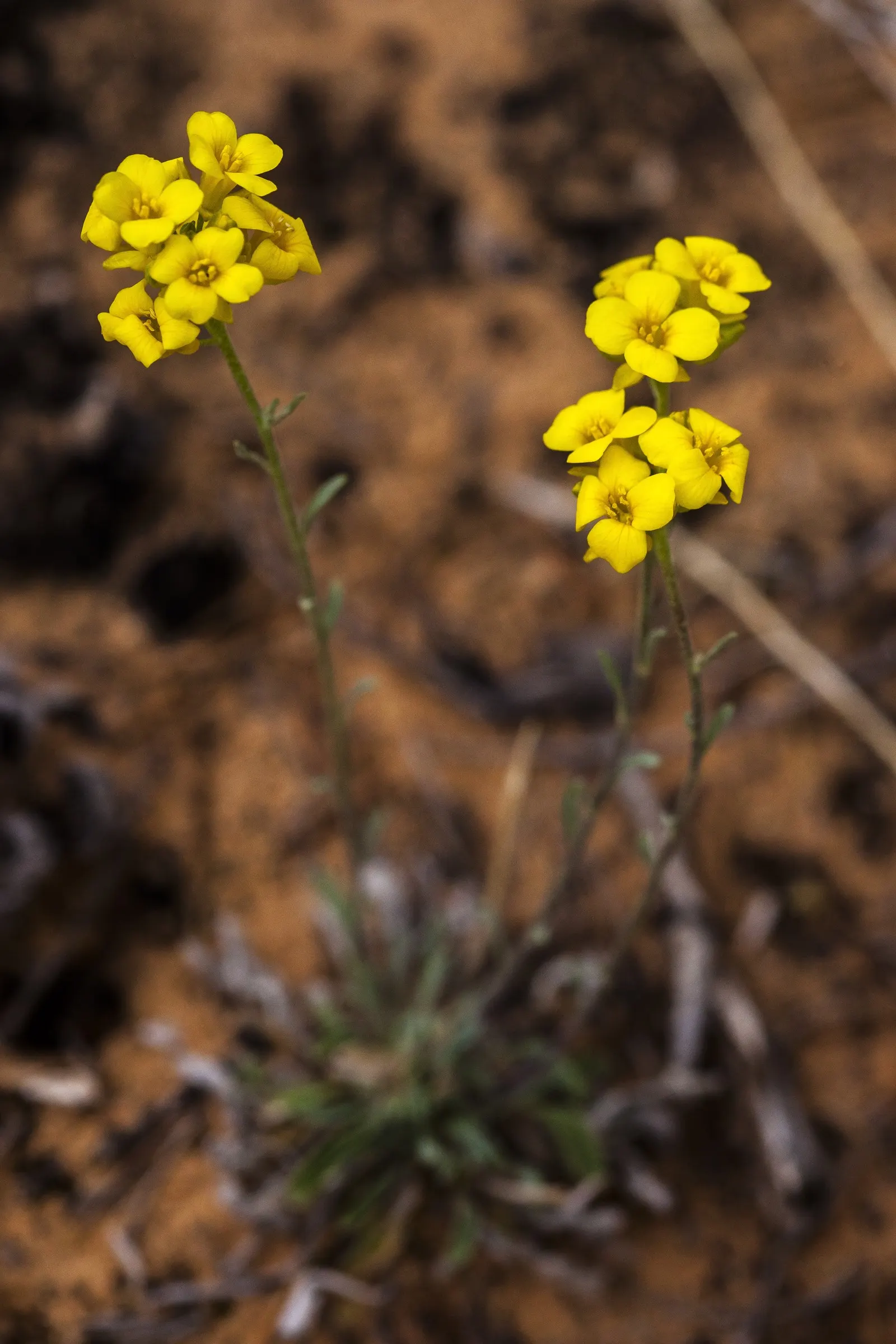 Bladderpod (Peritoma Arborea) — Peritoma arborea, commonly known as Bladderpod, is a perennial shrub thriving in USDA zones 7-10; its resilient, image 39