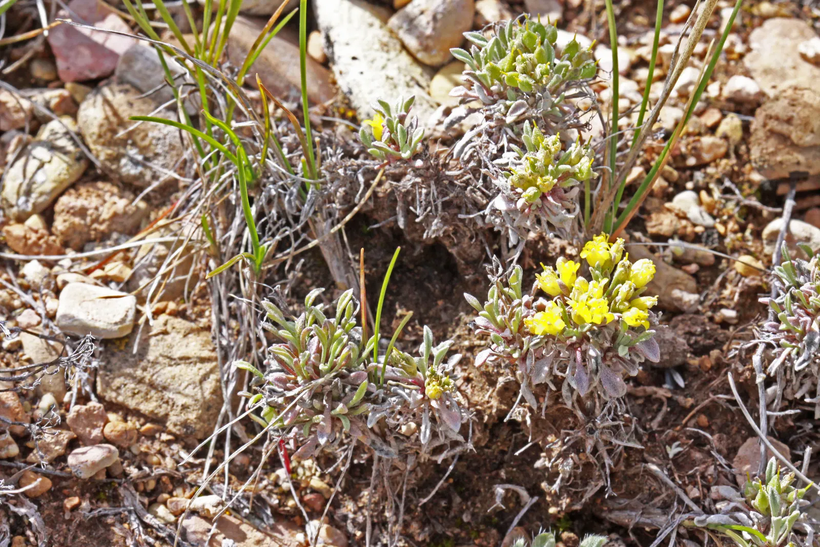 Bladderpod (Peritoma Arborea) — These leaves are narrow, elongated, and can be up to 3 inches long, image 48
