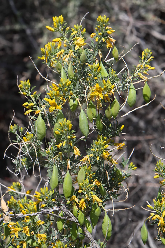 Bladderpod (Peritoma Arborea) — shrub for full; with the ability to survive in poor soil conditions and its minimal maintenance requirements