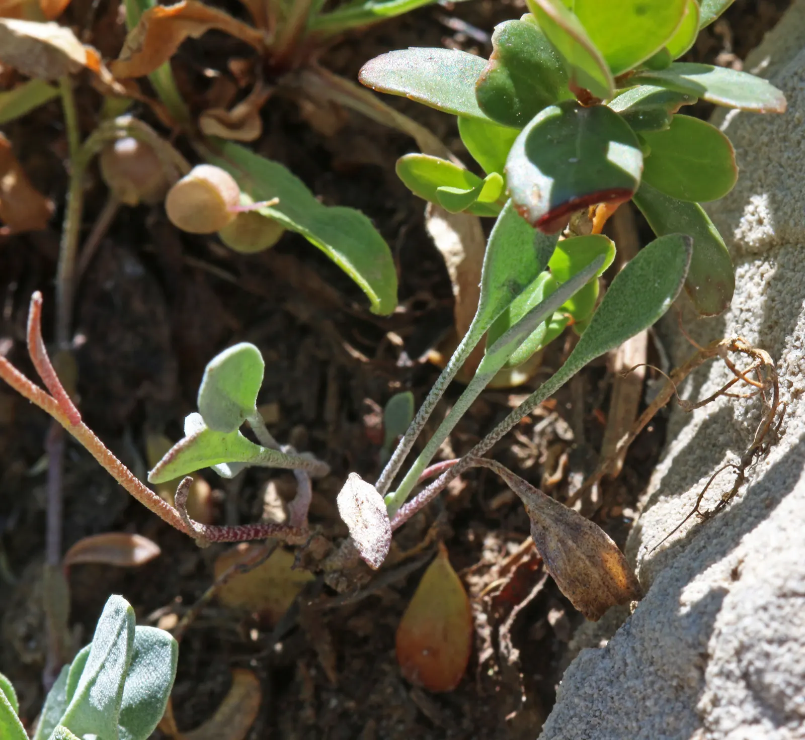 Bladderpod (Peritoma Arborea) — Its resilient nature suits drought-tolerant landscapes, providing year-round interest with minimal maintenance, image 61