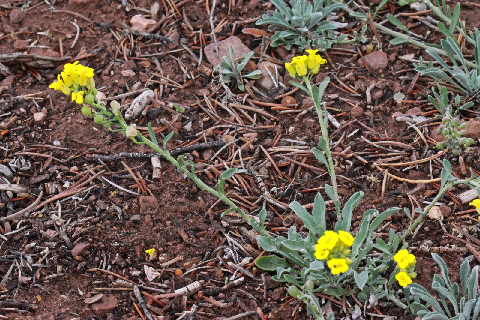 Bladderpod (Peritoma Arborea) — shrub with yellow blooms; cloaked in bluish-green foliage, image 56